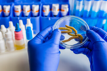 Allergic diagnosis. Catkins of hazel, a very allergenic pollen in the laboratory.