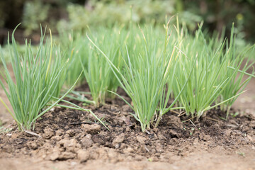 Growing vegetables