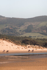horses walking in sand beach