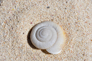 カタマイマイの殻