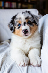 Adorable Australian Shepherd cute blue eyes puppy. 