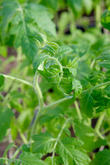Close up of young tomato leaves. Tomato seedling. A plant in the greenhouse. Vegetables garden.