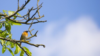 Phoenicurus phoenicurus  Pleszka zwyczajna