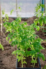 Tomato seedlings in black box in greenhouse. Young tomato plants. Vegetables garden.