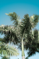Fototapeta na wymiar Palmen am Strand bei strahlendem Sonnenschein im vintage look
