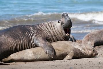 Fototapeta premium Elephant seal couple mating, Peninsula Valdes, Patagonia, Argentina