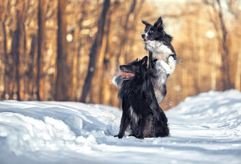 Dogs for a walk in winter