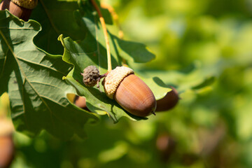Acorn close-up on a background of green leaves. Oak.