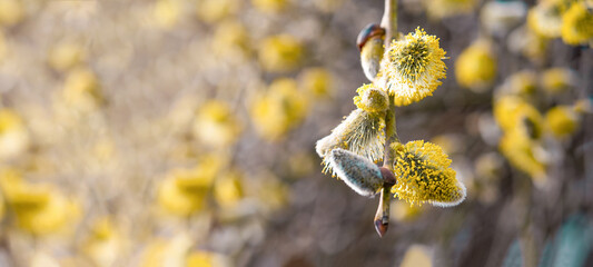 Spring easter / pollen flight background banner panorama - Macro close-up from beautiful Salix caprea / goat willow / pussy willow / great sallow with yellow flower pollen