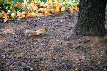 Obraz premium Cute squirrel in the Park. Squirrel with a fluffy tail close-up.