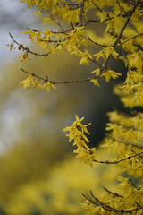 Fototapeta na wymiar Yellow Spring blossom in Launceston Cornwall