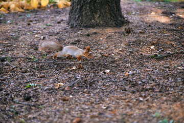 Cute squirrel in the Park. Squirrel with a fluffy tail close-up.