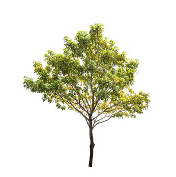 small camphor tree isolated on white background
