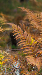 Belles couleurs cuivrées teintant les feuilles de fougère, en automne, dans la forêt des Landes de Gascogne