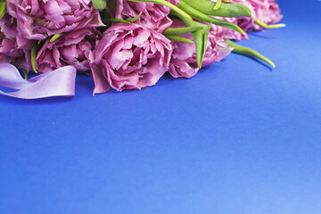 purple flowers tulips on blue background with copy space
