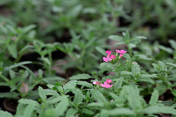 Flowering season in garden, sale of sprouts in modern greenhouse