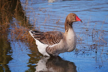 a gray goose stands in the blue reflective high water of the rhine
