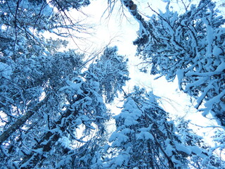 Arbre en hiver
