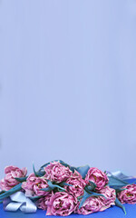 Obraz na płótnie Canvas purple flower tulips on blue background with copy space.