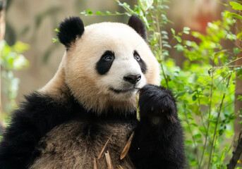 Fototapeta na wymiar Panda eating shoots of bamboo. Rare and endangered black and white bear.