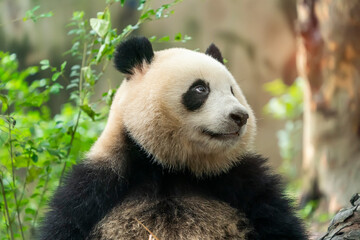Obraz na płótnie Canvas Portrait of panda bear close up. Cute China animals. Close up view of the panda's head.