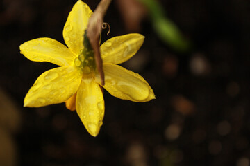 close up of yellow flower