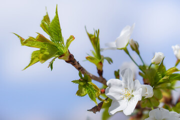 大島桜