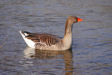 Fototapeta premium a gray goose swims on the river