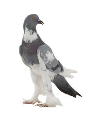graceful pigeon ( English Pouter) isolated on white background