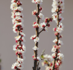 Flowering branches of an apricot tree, photographed in early spring; the flowers begin to open for a new season.