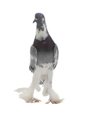 graceful pigeon ( English Pouter) isolated on white background