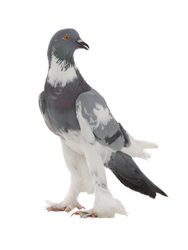 graceful pigeon ( English Pouter) isolated on white background