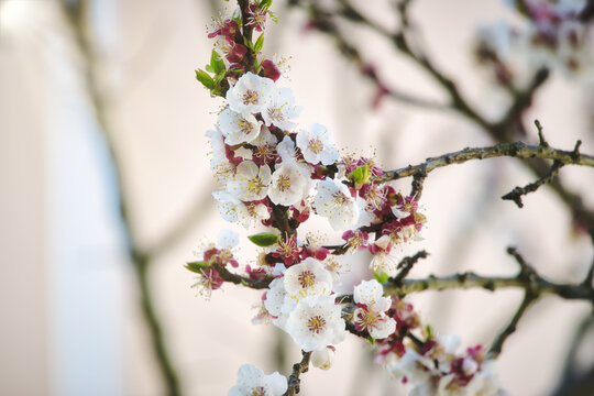 Flowering branches of an apricot tree, photographed in early spring; the flowers begin to open for a new season.
