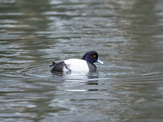 Tufted duck on a Lake