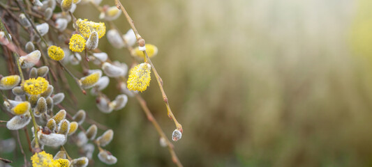Spring easter / pollen flight background banner panorama - Macro close-up from beautiful Salix caprea / goat willow / pussy willow / great sallow with yellow flower pollen