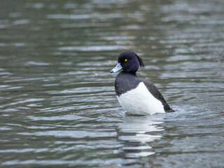 Tufted duck on a Lake