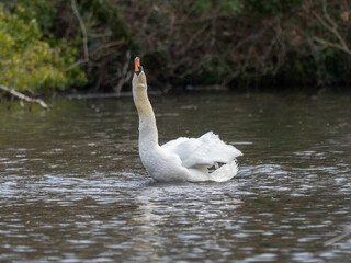 Mute Swan on a Lake
