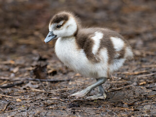 Egyptian Goose Gosling