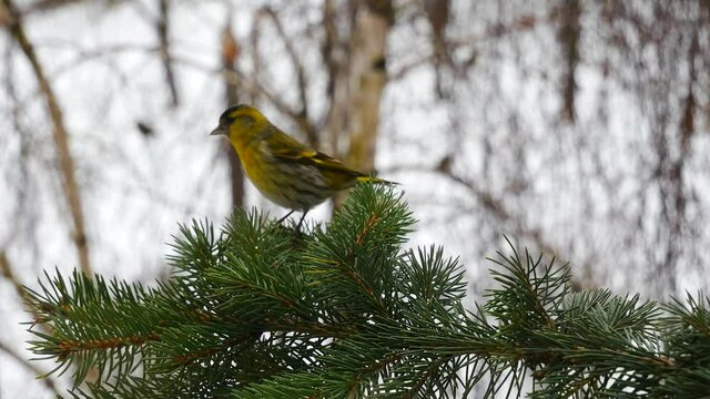 The siskin flew to the spruce branch and flew away.