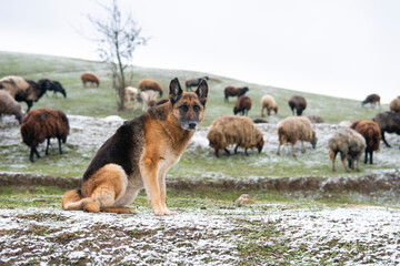 German Shepherd sits on a snowy grass in front of a sheep herd grazing in winter