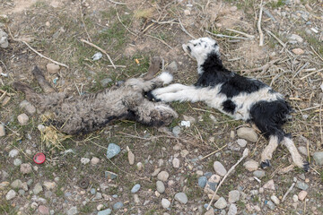 close-up of a dead newborn lamb lying on the grass