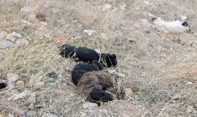 close-up of a dead newborn lamb lying on the grass