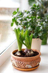 hyacinth in a pot
