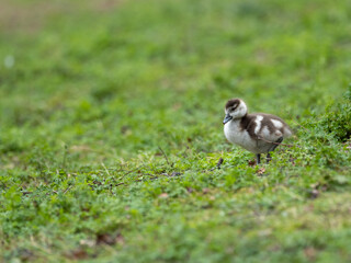 Egyptian Goose Gosling