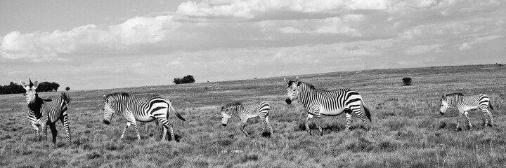 Fototapeta na wymiar Hartmanns Berg Zebra Herde mit Fohlen 8674 sw pano