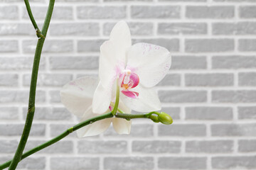 Close-up orchid flowers on a gray background.
