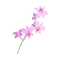 Fototapeta na wymiar Blooming branch of an orchid. Delicate beautiful flower. Vector illustration isolated on white background.