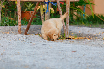 The golden retriever puppy survey new house.