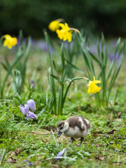 Egyptian Goose Gosling