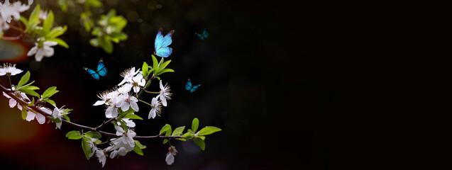 Blue butterflies in spring flowers dark background